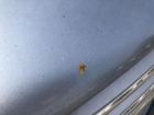 Mercedes B-Klasse W245 Motorhaube Haube Klappe Deckel vorn 391 Horizontblau
