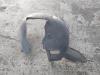 VW Touran 1T3 BJ. 2013 Radhausschale vorne links 1T0805973L